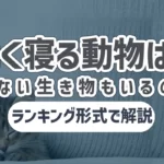 よく寝る動物って何？寝ない生き物もいるの？ランキング形式で解説