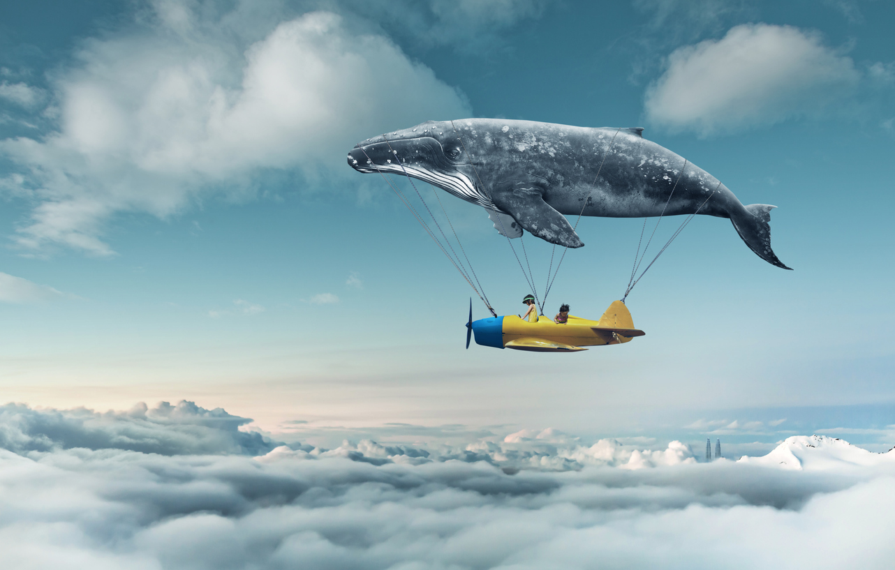 クジラの飛行機に乗る夢
