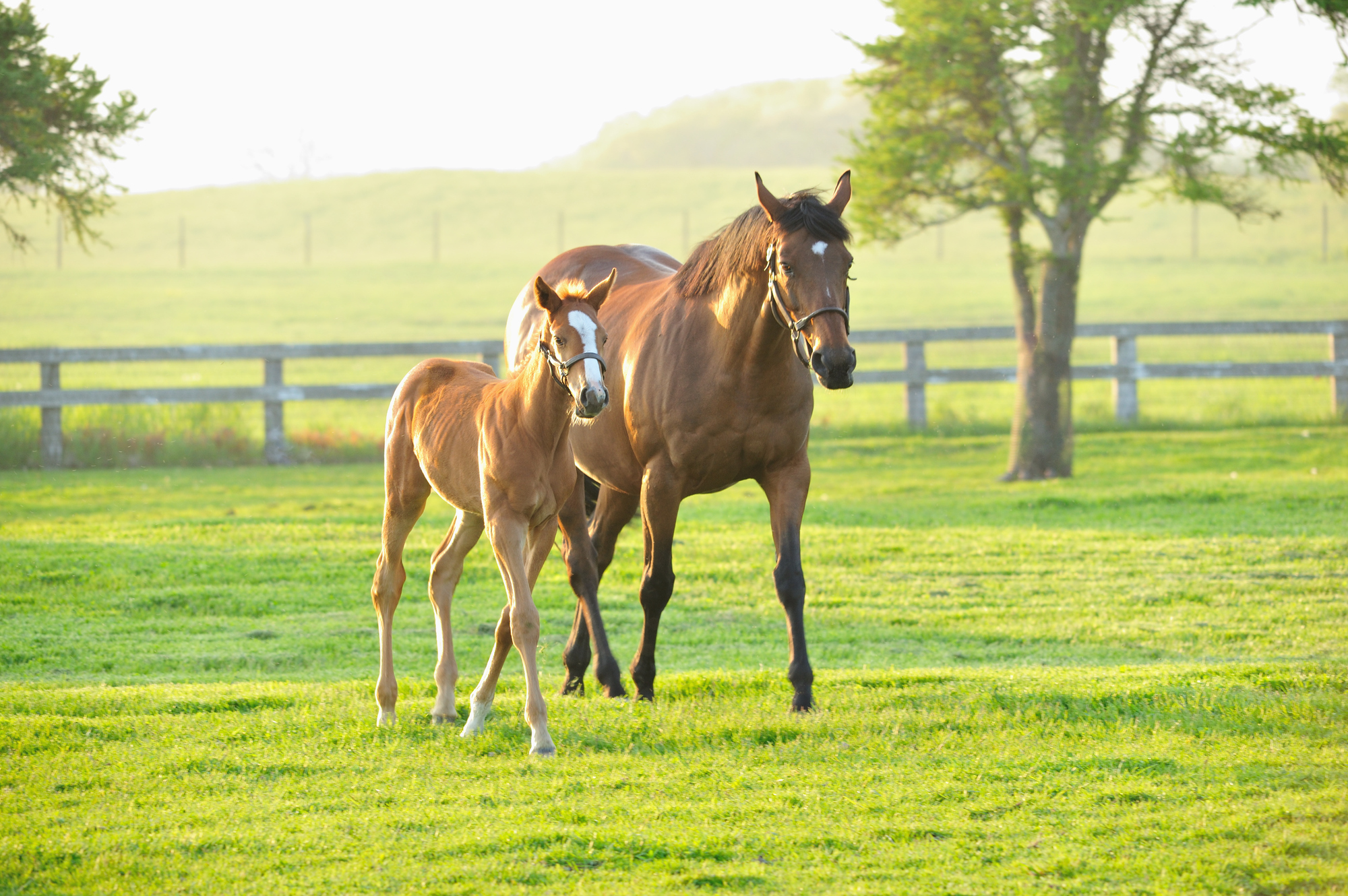 親子で歩く馬