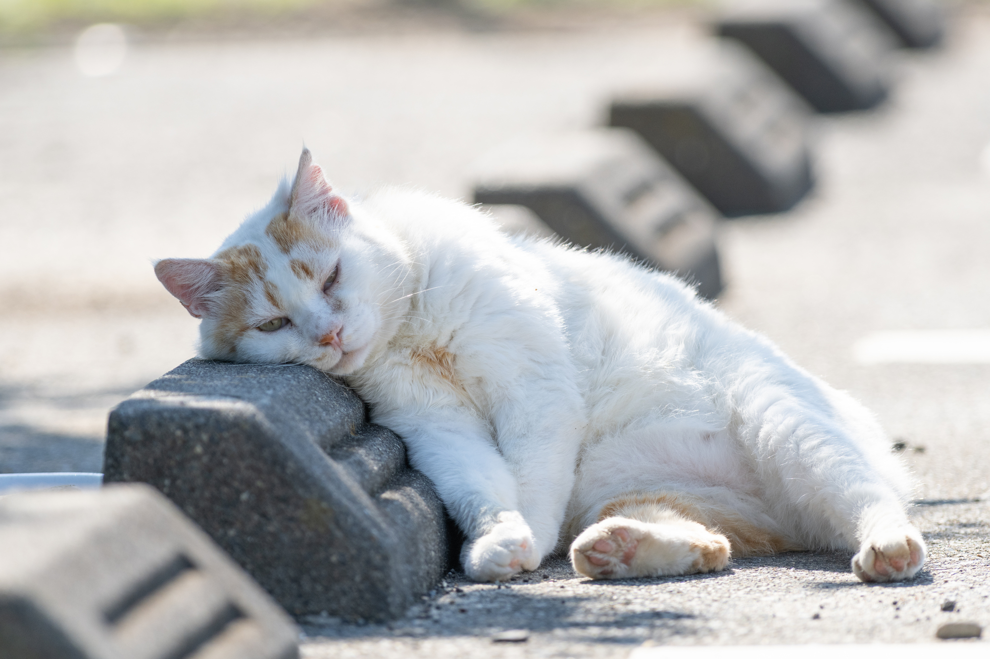 リラックスしている野良猫